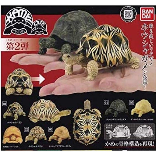 [4549660510338] Tortise 02