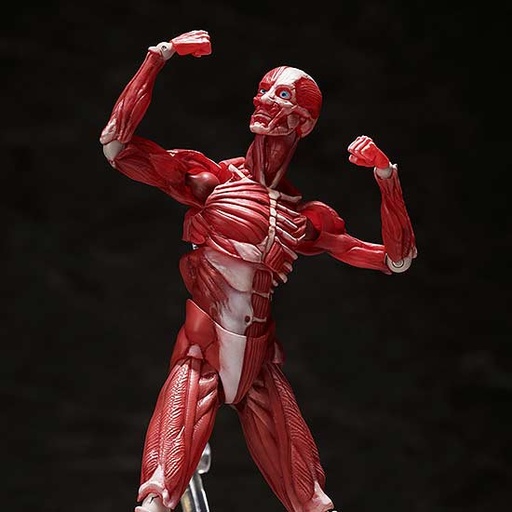 [1510427] (PO) figma SP-142 Human Anatomical Model