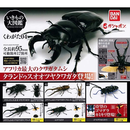[0761914] The Diversity of Life on Earth - Stag Beetle 04