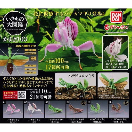 [0771616] The Diversity of Life on Earth - Mantis 03